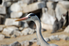 Graureiher (3 von 15).jpg